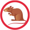 rat